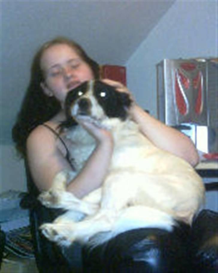 Border collie Laco - min dejlige lille vuffer billede 3