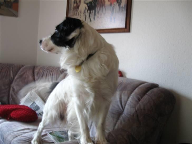 Border collie Laco - min hund billede 5