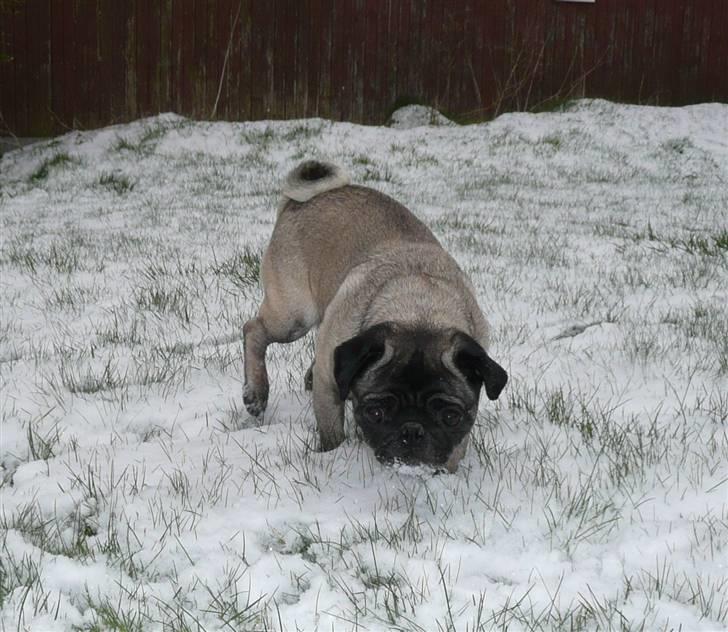 Mops *Boris* - 9.  billede 9