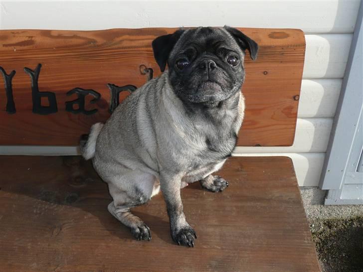 Mops *Boris* - 10. billede 10