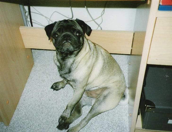 Mops *Boris* - 11. "Hvordan vidste du jeg sad her??" billede 11