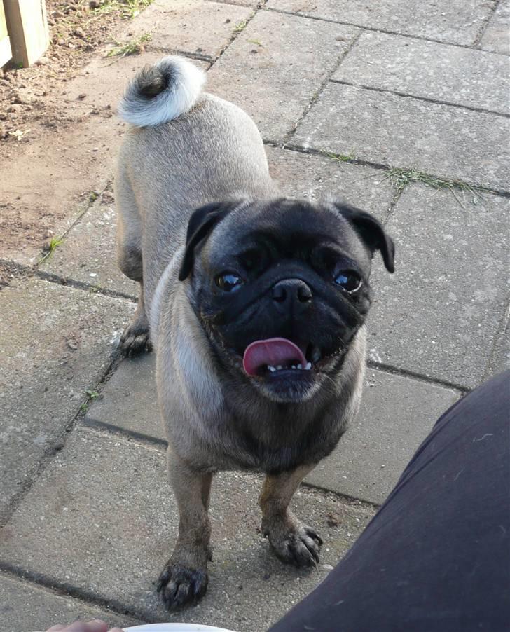 Mops *Boris* - 12. billede 12