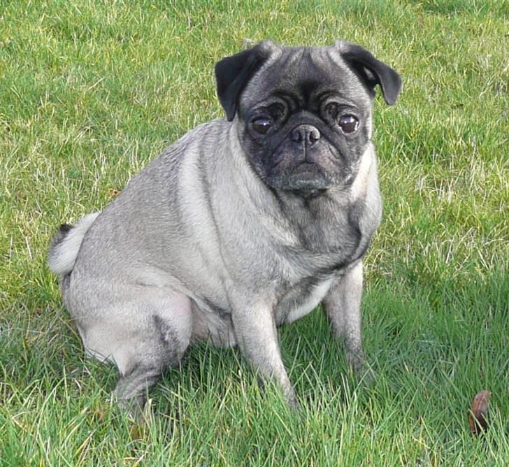 Mops *Boris* - 13.  billede 13