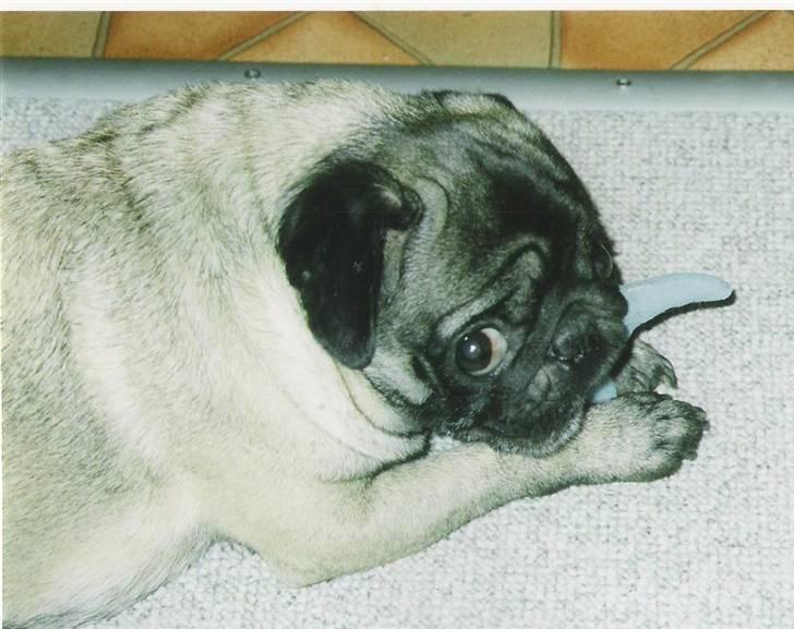 Mops *Boris* - 14. billede 14