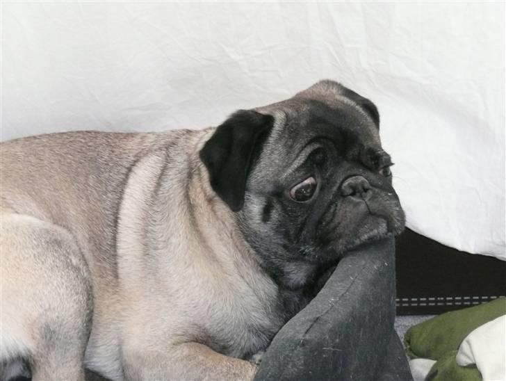 Mops *Boris* - 16. billede 16