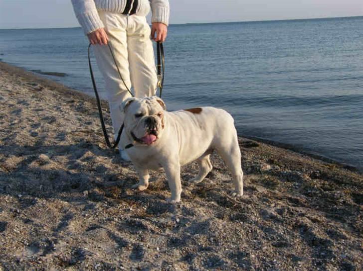 Olde english bulldogge Celest R.I.P billede 1