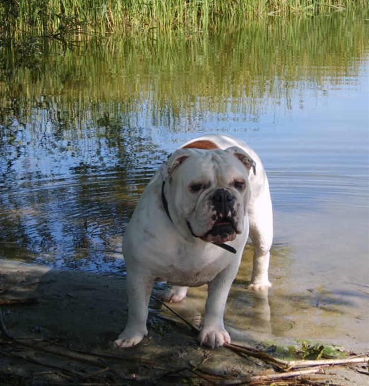 Olde english bulldogge Celest R.I.P billede 2