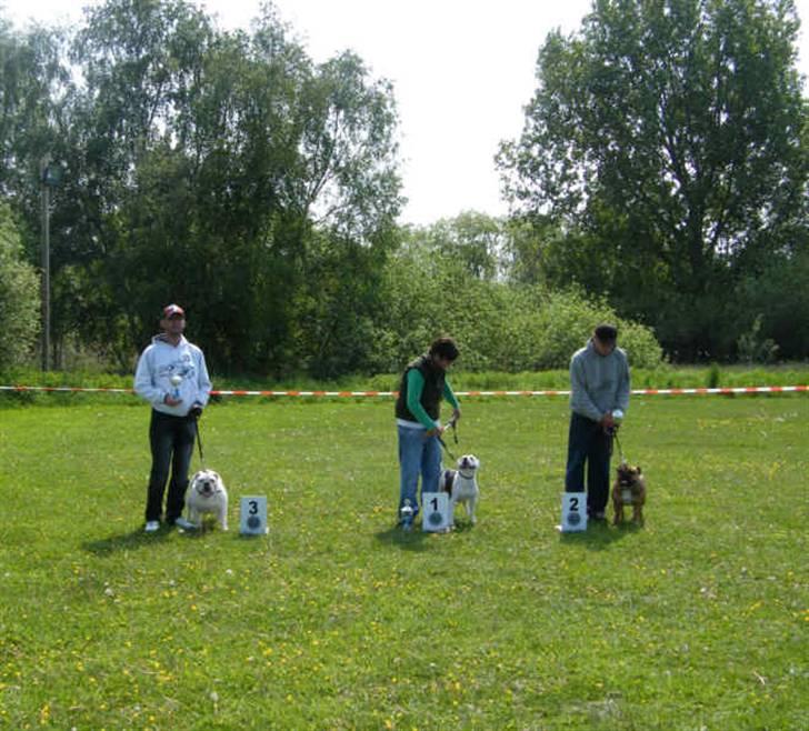 Olde english bulldogge Celest R.I.P billede 3