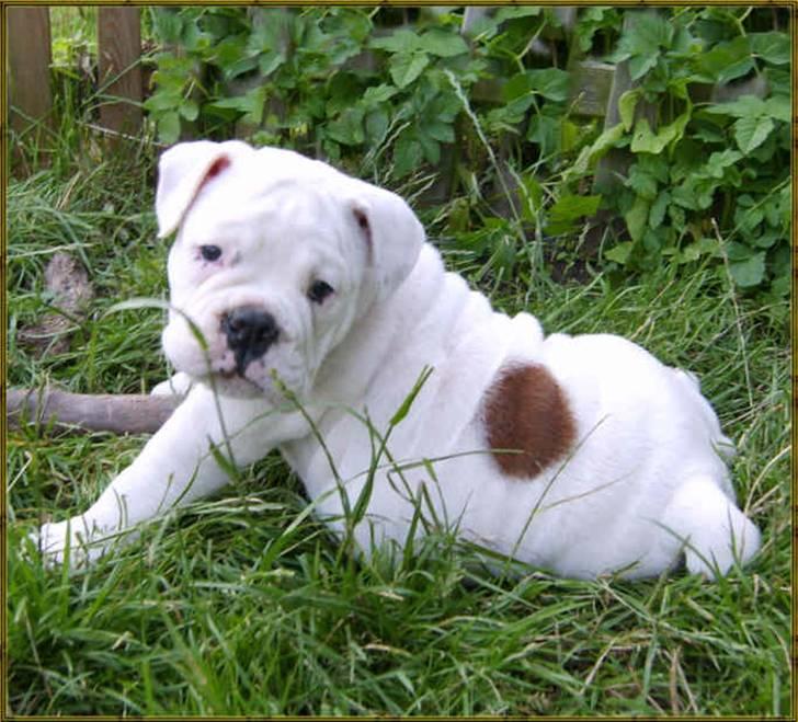 Olde english bulldogge Celest R.I.P billede 4