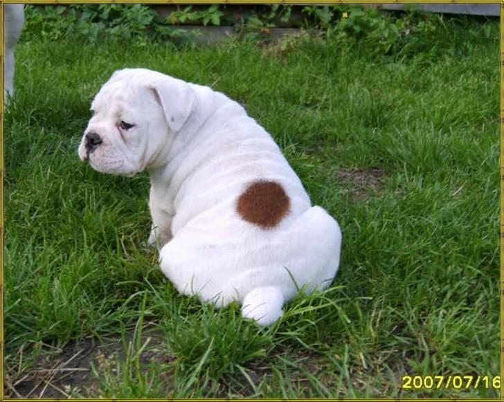 Olde english bulldogge Celest R.I.P billede 5