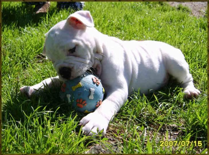 Olde english bulldogge Celest R.I.P billede 6