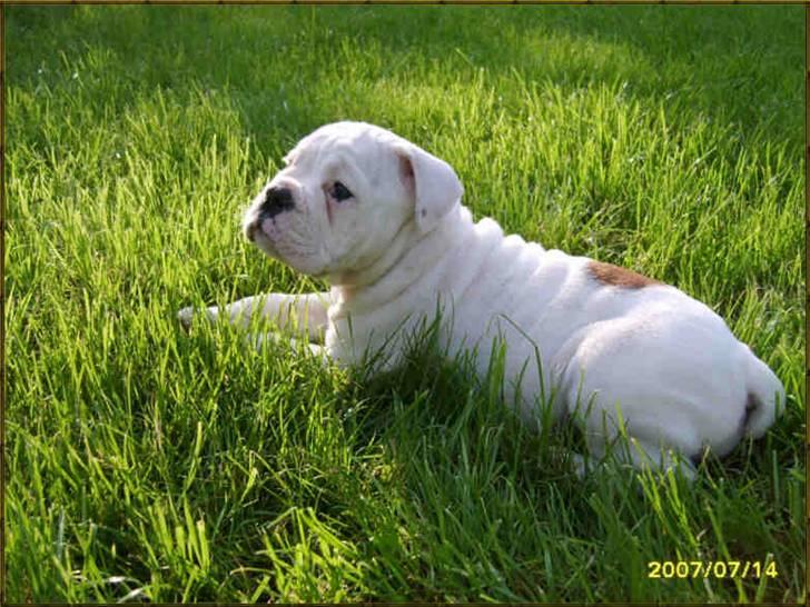 Olde english bulldogge Celest R.I.P billede 7