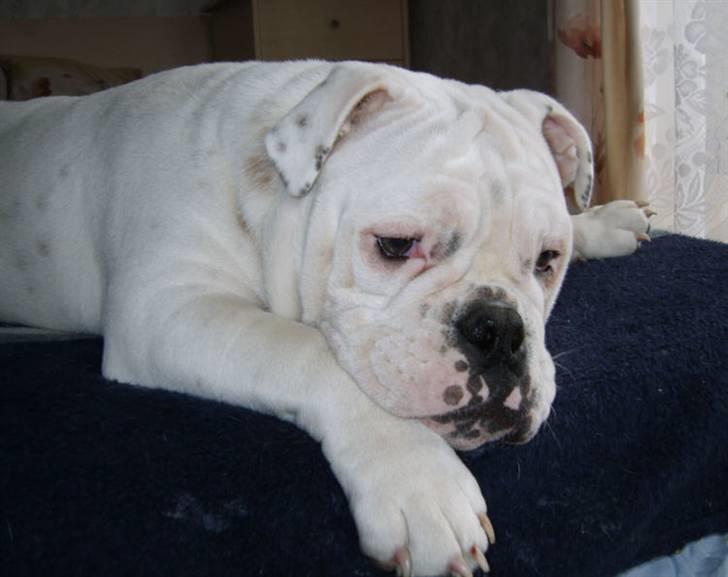 Olde english bulldogge Celest R.I.P billede 8