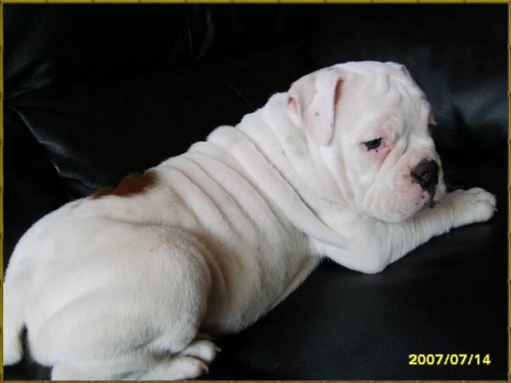 Olde english bulldogge Celest R.I.P billede 9