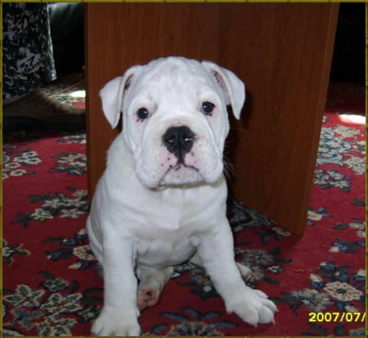 Olde english bulldogge Celest R.I.P billede 10