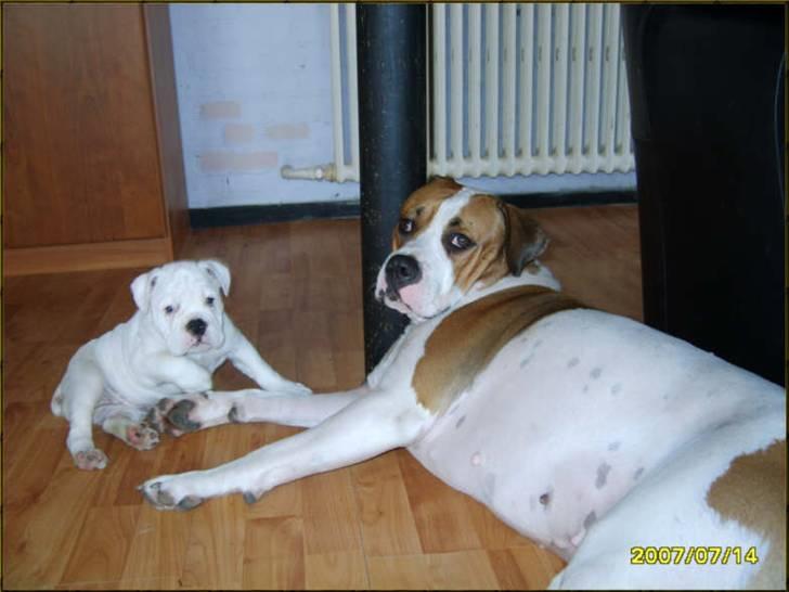 Olde english bulldogge Celest R.I.P billede 11