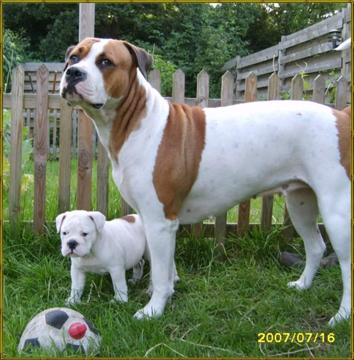 Olde english bulldogge Celest R.I.P billede 12