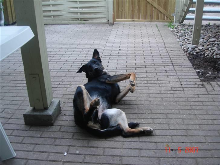 Blanding af racer Malou billede 8