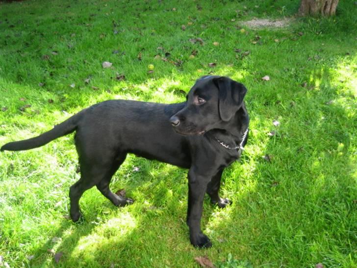 Labrador retriever Boris - Nu er jeg snart 7 mrd.... og vokser stadig.. billede 1