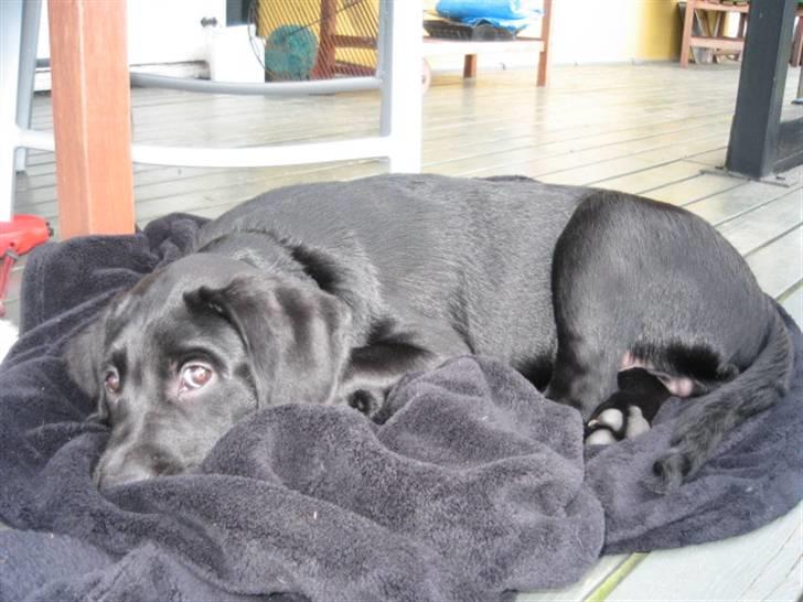 Labrador retriever Boris - Jeg nyder bare og ligge her efter en god svømmetur!! billede 2