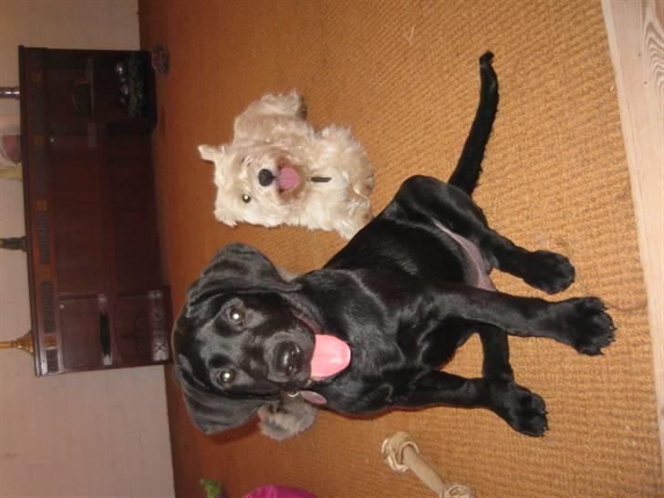 Labrador retriever Boris - her sidder jeg så med min storebror sofus.... billede 3