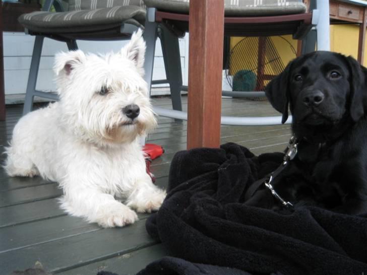 Labrador retriever Boris - Dejligt med en slapper, ik´ os sofus billede 4