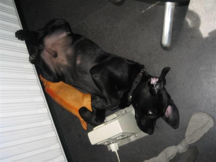 Labrador retriever Boris - Uh.. elsker at ligge på ryggen billede 5