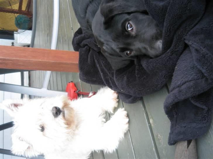 Labrador retriever Boris - Boris tar en slapper sofus passer jo på... billede 6