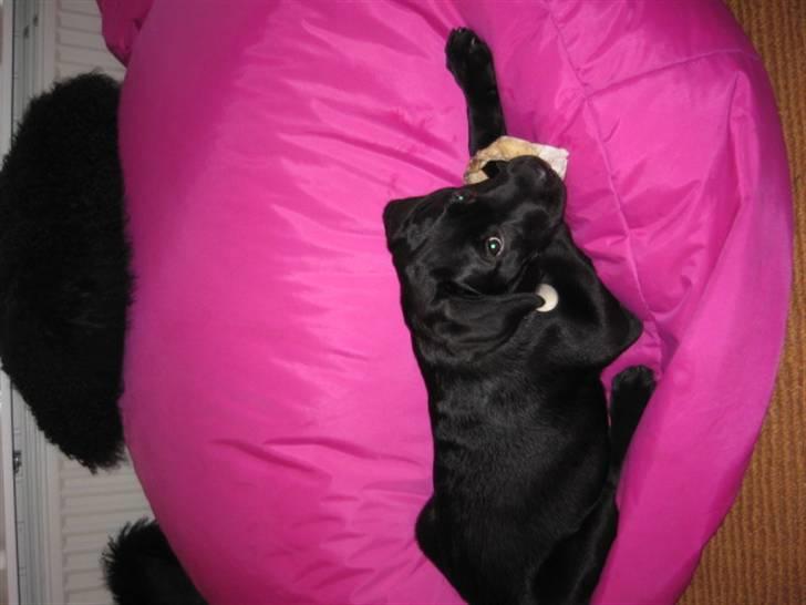 Labrador retriever Boris - Sort går jo godt med pink!!! billede 7