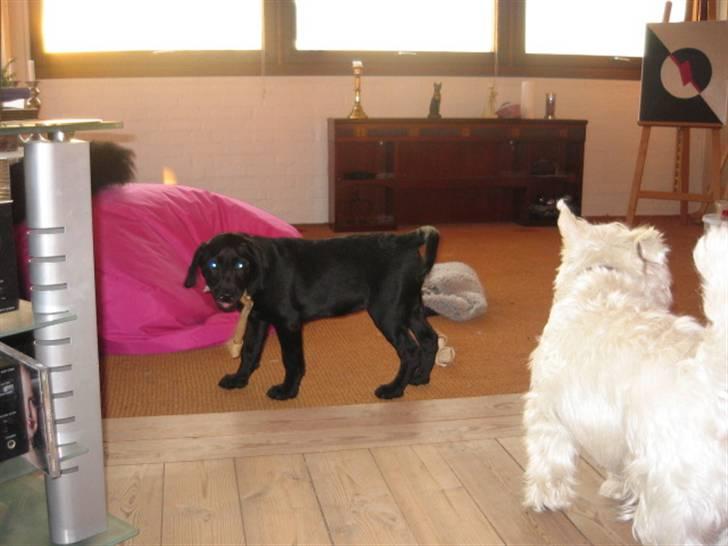 Labrador retriever Boris - Kom så sofus... leg med mig!!! billede 8