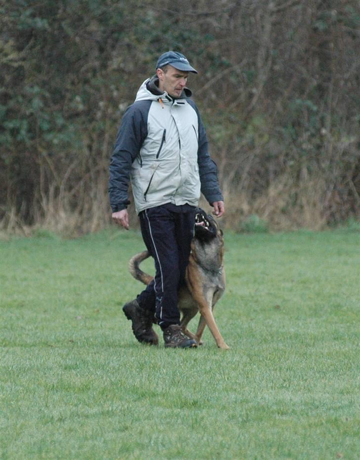 Malinois Gallus billede 7