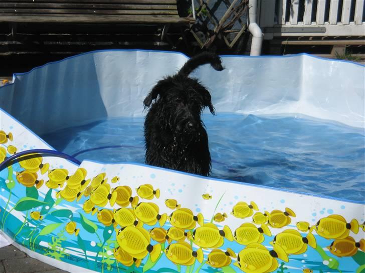 Riesenschnauzer Manus Ningra Auroa(Mille) - her er hun i vores badebasien for første gang hun ved ikk helt om hun kan lide det men det går hurtigt over hun elsker at bade billede 6