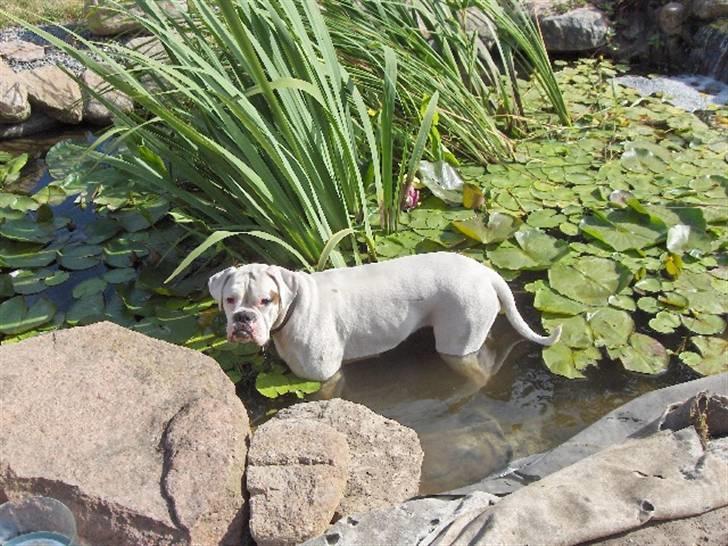 Boxer FREJA     R.I.P. billede 14