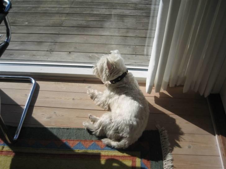 West highland white terrier airas sofus - solskin.... uhhhh det er dejligt... billede 2