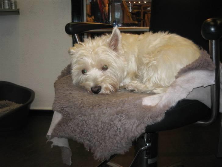 West highland white terrier airas sofus - Når mor arbejder... så må jeg hellere ta en slapper... billede 3