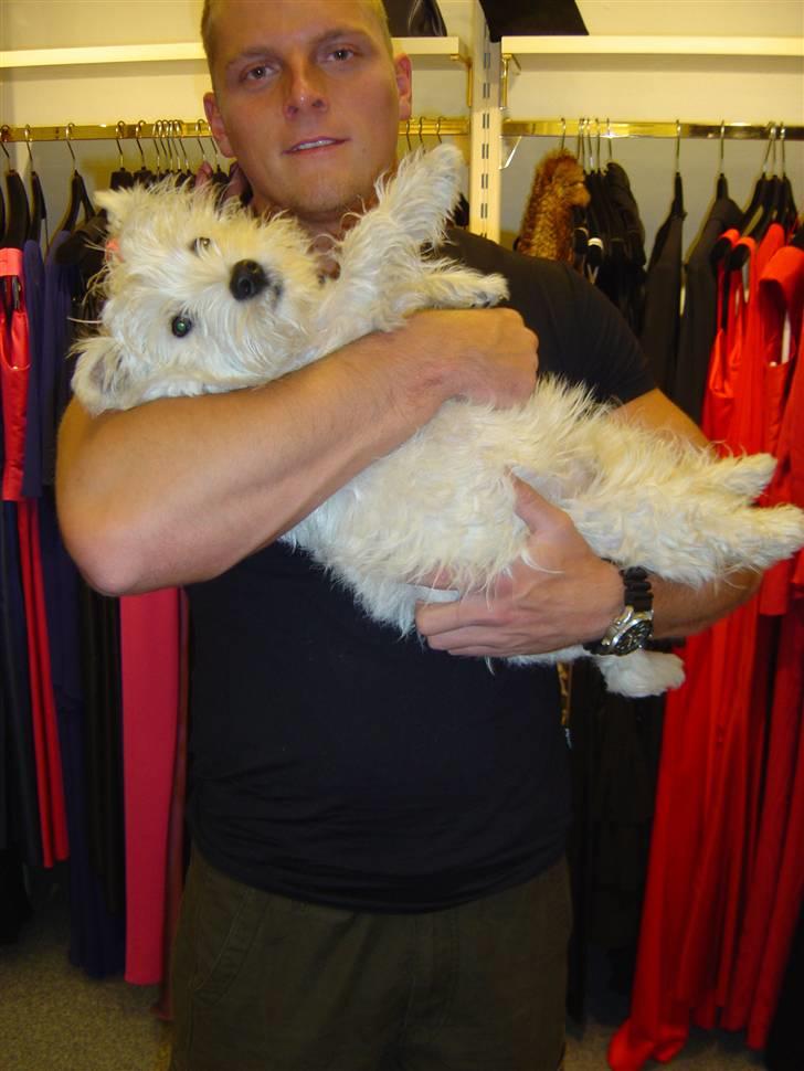 West highland white terrier airas sofus - uhhh elsker når onkel mark leger med mig.... det er så hyggeligt!! billede 4