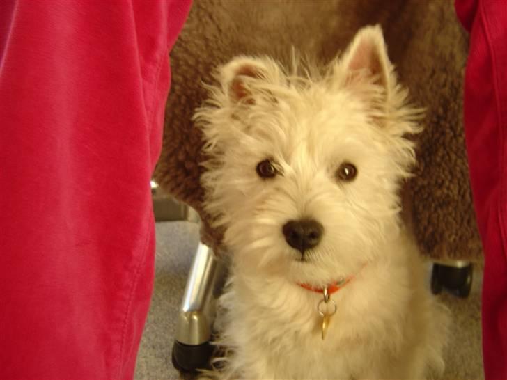 West highland white terrier airas sofus - Her er jeg ikke så gammel... men jeg elskede at side ved min momses ben.. billede 5