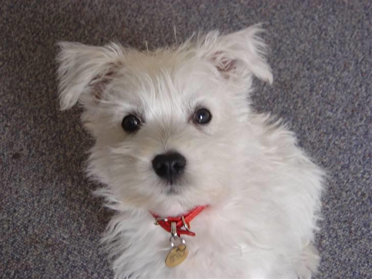 West highland white terrier airas sofus - Har jeg været så lille... det er slet ikke til at tro..TI HI.. billede 6