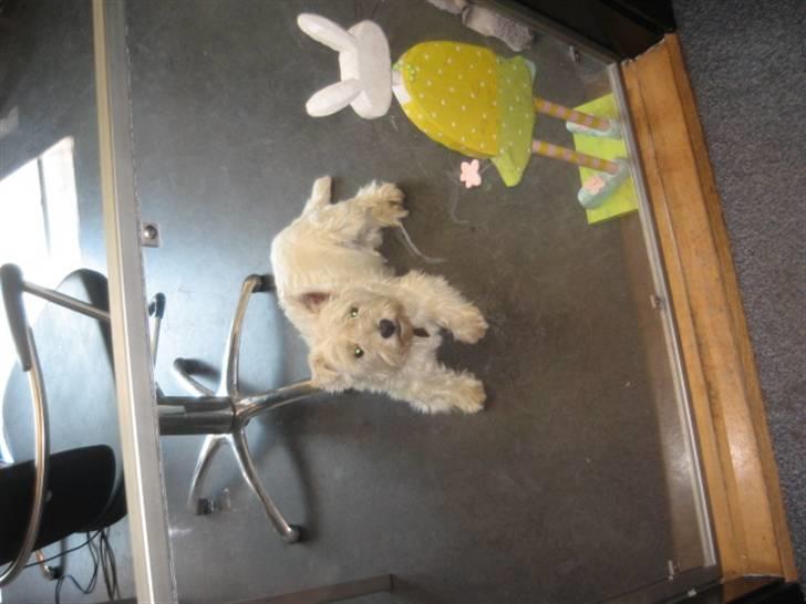 West highland white terrier airas sofus - Moar... det er ikke lige min bedste vinkel... billede 7