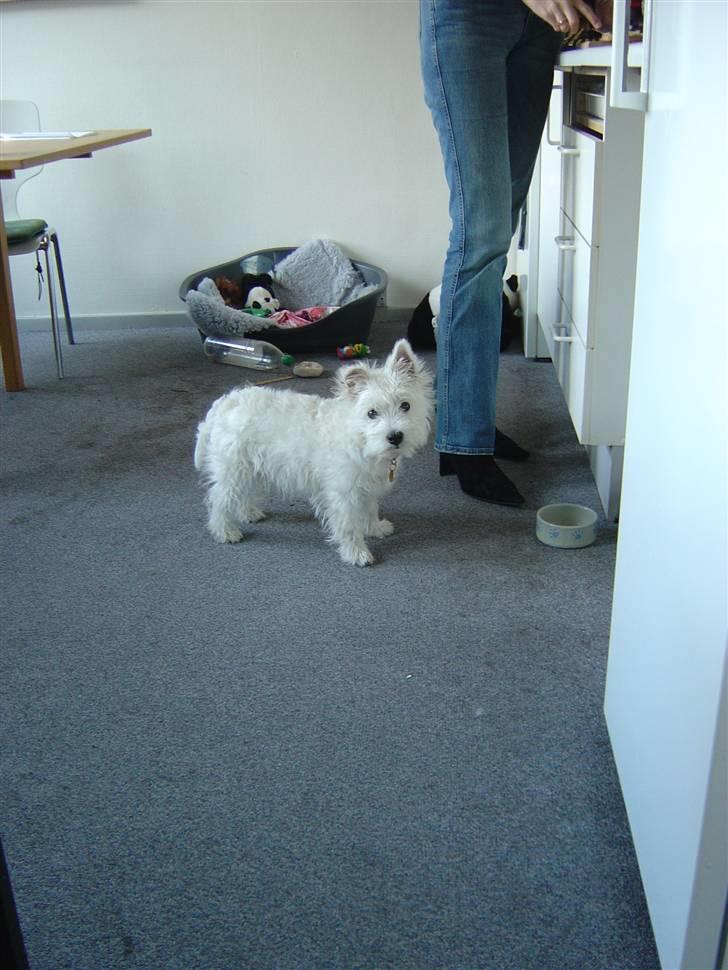 West highland white terrier airas sofus - Kunne hun ikke skynde sig lidt.. jeg er sulten.. billede 8