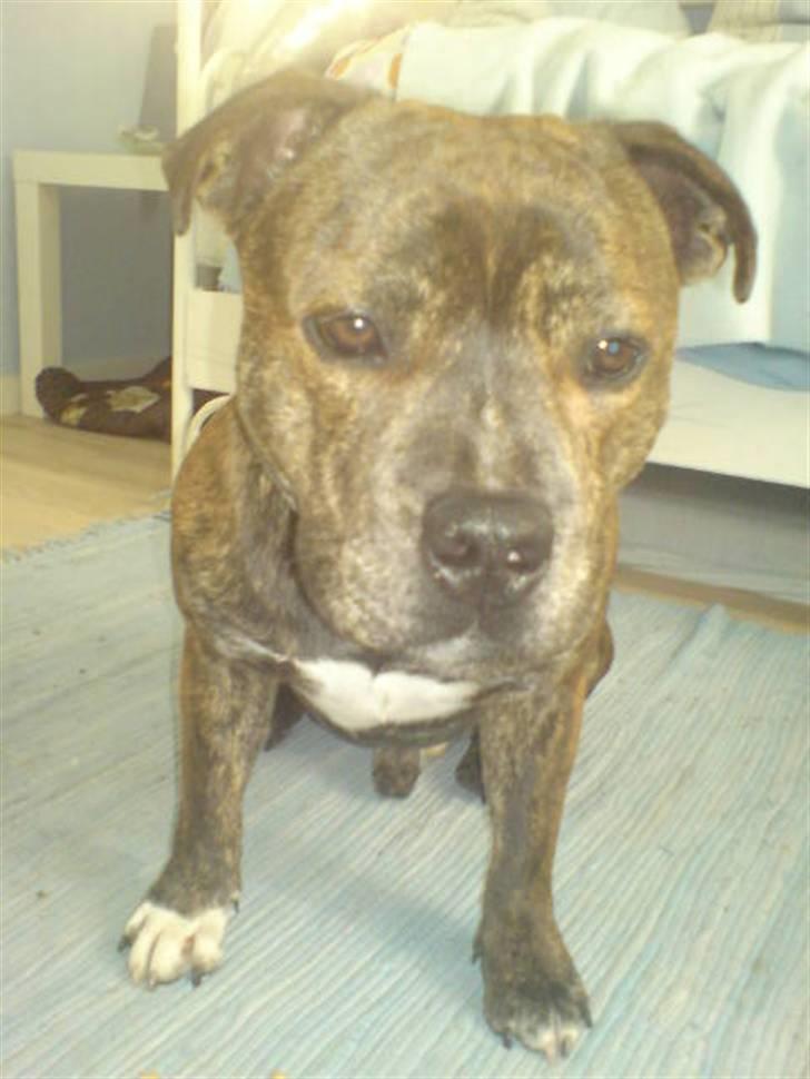 Staffordshire bull terrier Biggie. - Biggie (= billede 4