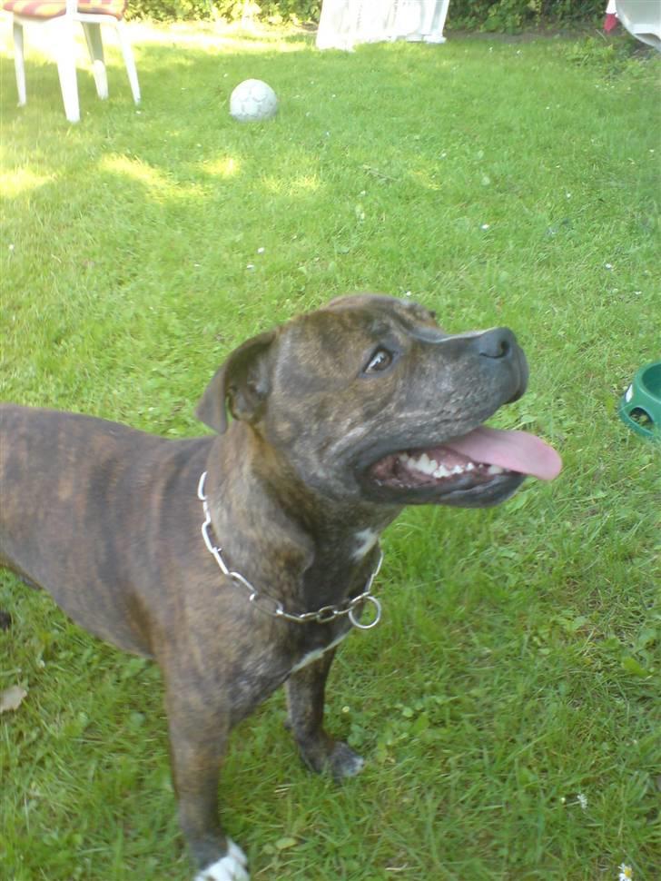 Staffordshire bull terrier Biggie. - far lavede lige noget, deroppe =O. billede 5