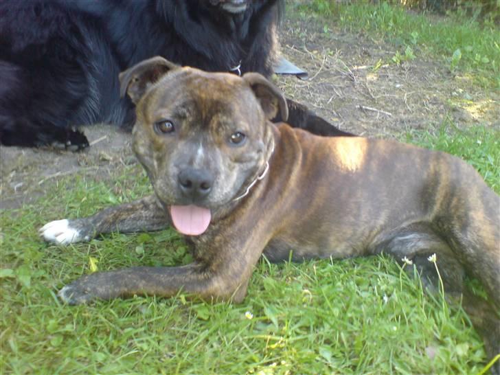 Staffordshire bull terrier Biggie. - jeg er da for dejlig! =D. billede 6
