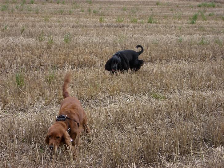 Cocker spaniel Mille  --Himmelhund-- - NYT . Gå nu med dig Tika  billede 13