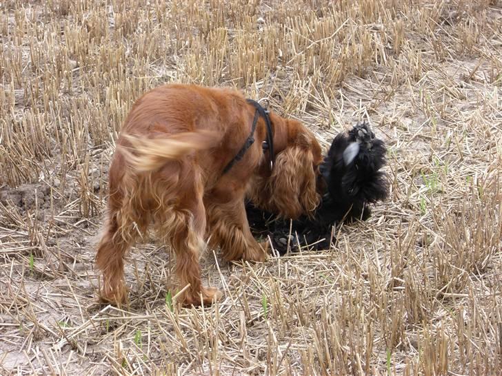 Cocker spaniel Mille  --Himmelhund-- - NYT. Hov . Var du der ?  billede 14