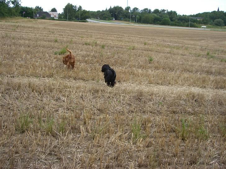 Cocker spaniel Mille  --Himmelhund-- - NYT. Hvem kommer først ?  billede 15