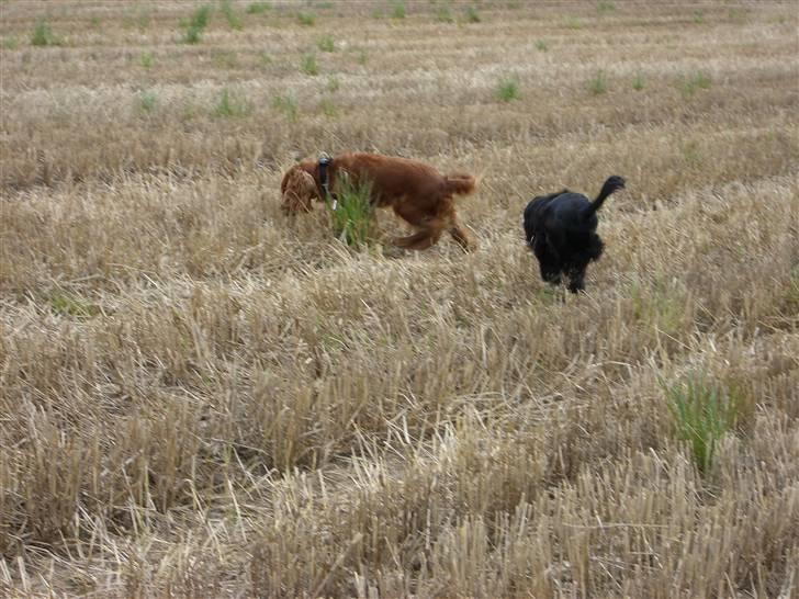 Cocker spaniel Mille  --Himmelhund-- - NYT . Gå nu Tika ! Små hunde er irriterende ..  billede 16