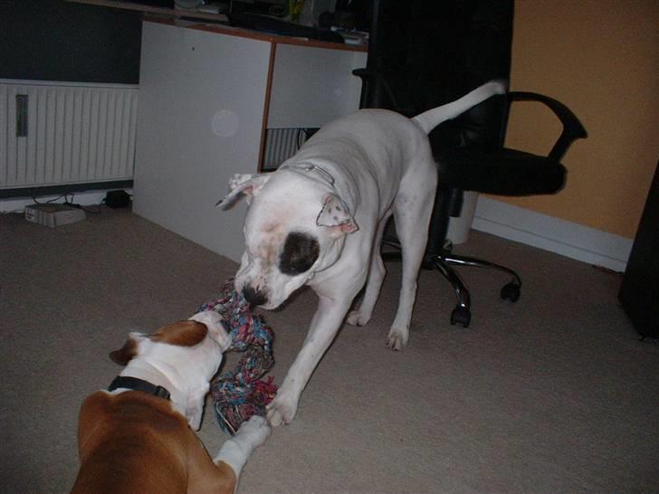 Amerikansk bulldog RIP - Eriksson Sir Peppe - Lidt doven er man vel altid... :o)) billede 15