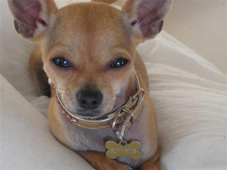 Chihuahua Gucci billede 1