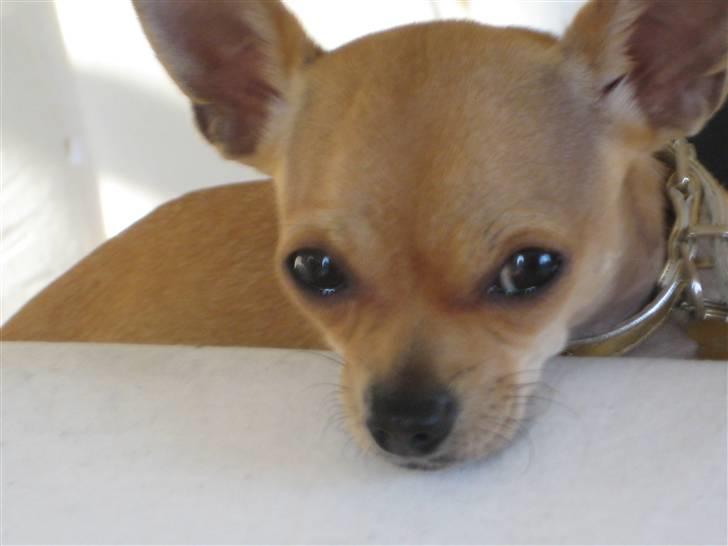 Chihuahua Gucci billede 2